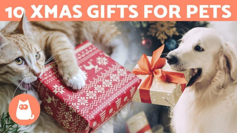 10 CHRISTMAS GIFT IDEAS 🎁 for Dogs and Cats