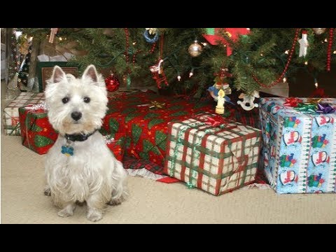 Funny Dogs Opening Their Christmas Presents Compilation 2017