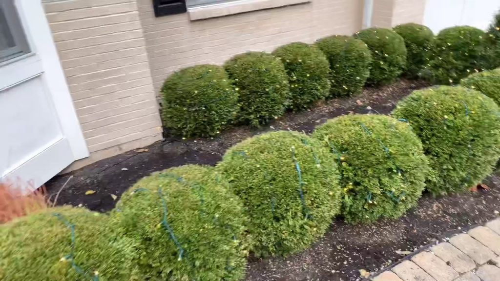 Installing Christmas Lights On Bushes And Powering Them 🎄