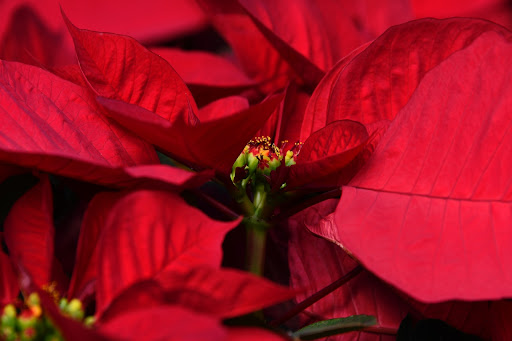 8 Best Flowers for Christmas Decoration