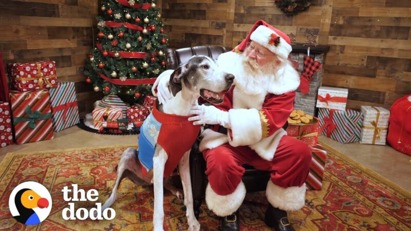 Shelter Dog Gets The Best Surprise For Christmas | The Dodo